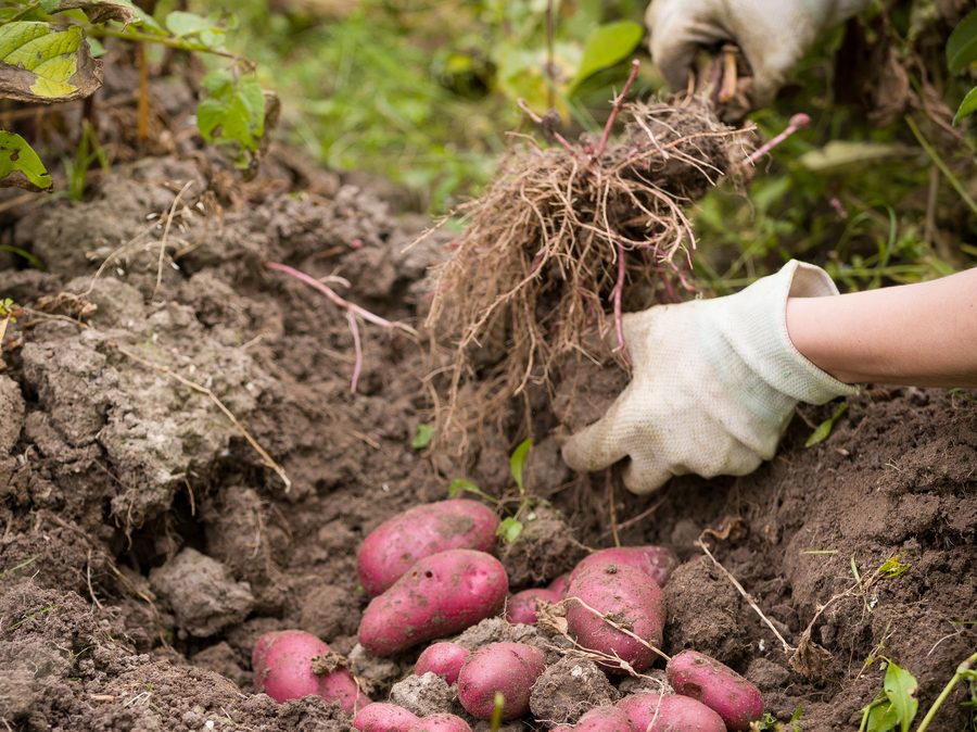Gardener pulling potatoes from garden soil